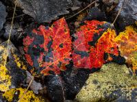 Farbige Birkenblätter mit Flecken